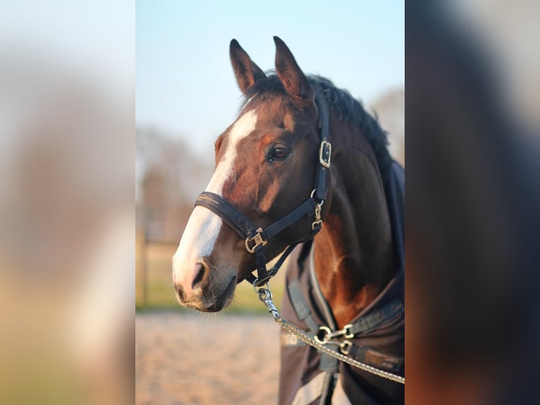 KWPN Wallach 9 Jahre 170 cm Brauner in Leer (Ostfriesland)