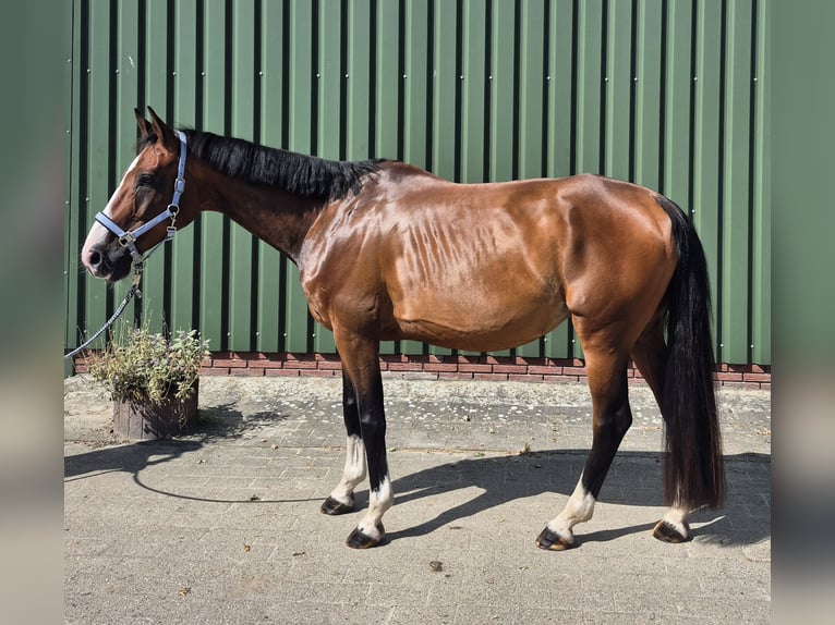 KWPN Wallach 9 Jahre 170 cm Brauner in Leer (Ostfriesland)