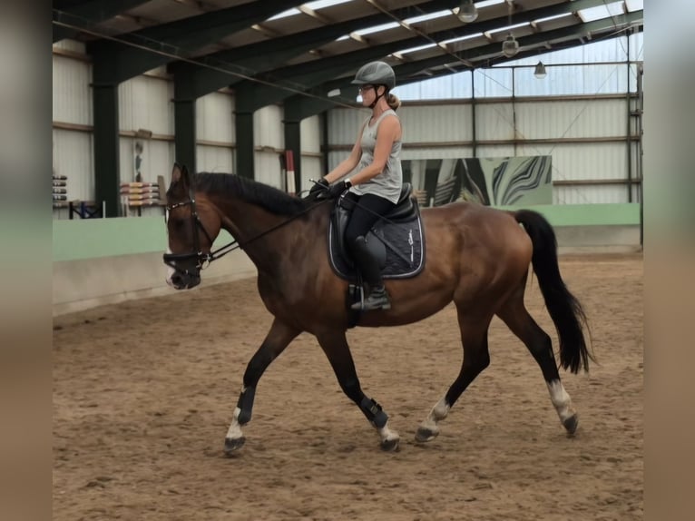 KWPN Wallach 9 Jahre 170 cm Brauner in Leer (Ostfriesland)