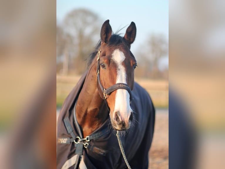 KWPN Wallach 9 Jahre 170 cm Brauner in Leer (Ostfriesland)