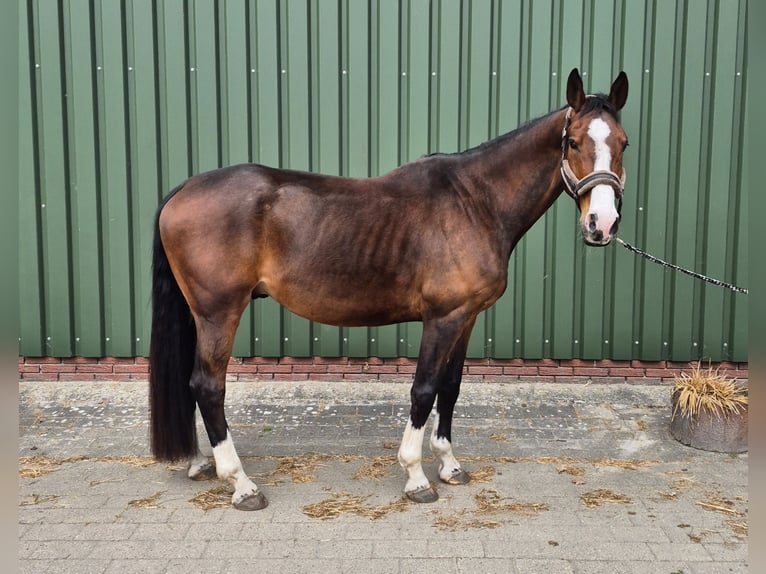 KWPN Wallach 9 Jahre 170 cm Brauner in Leer (Ostfriesland)