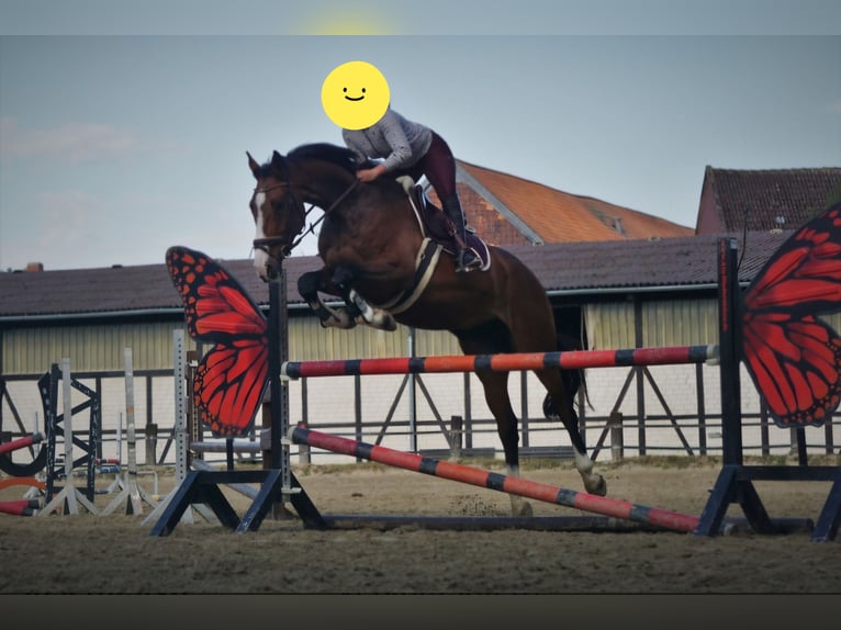 KWPN Wallach 9 Jahre 170 cm Brauner in Leer (Ostfriesland)