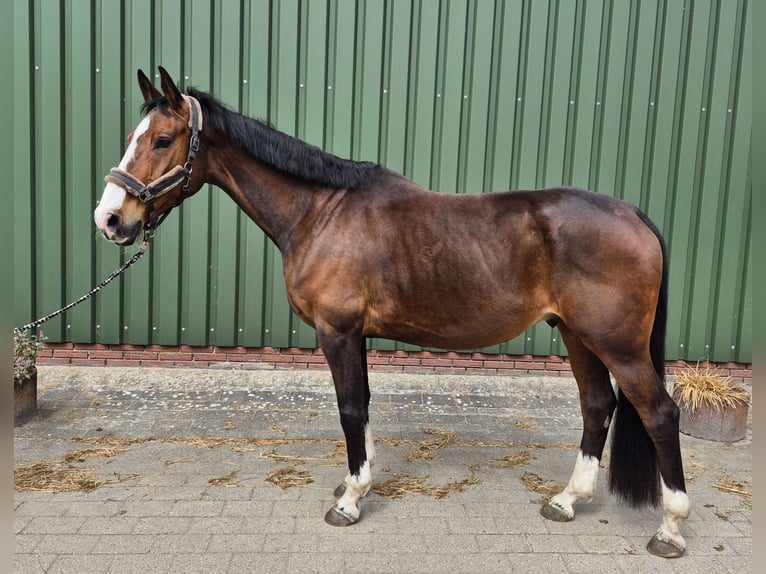KWPN Wallach 9 Jahre 170 cm Brauner in Leer (Ostfriesland)