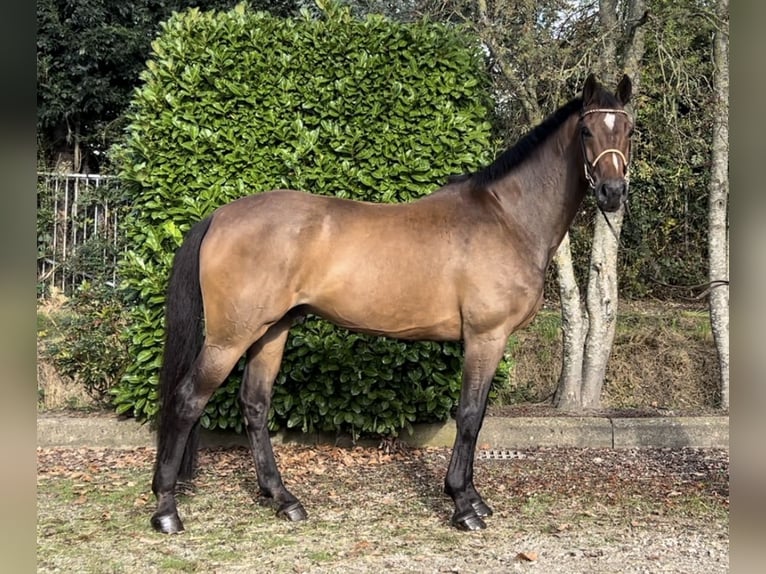 KWPN Wallach 9 Jahre 170 cm Brauner in Oud Gastel