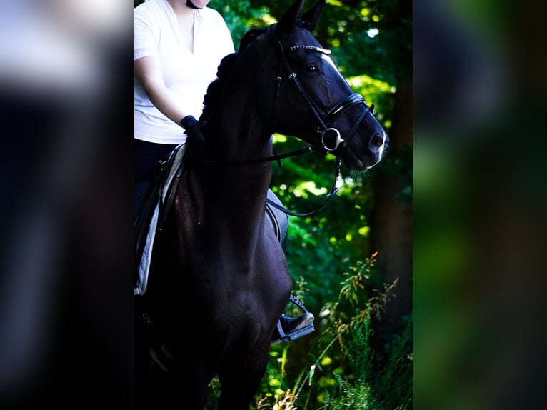 KWPN Wallach 9 Jahre 170 cm in Nettersheim