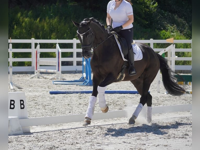 KWPN Wallach 9 Jahre 170 cm in Nettersheim