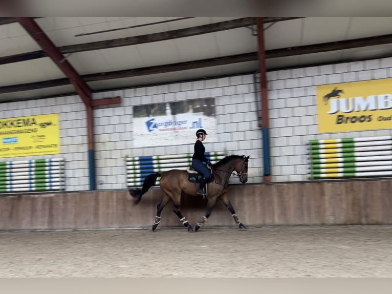 KWPN Wallach 9 Jahre 170 cm Dunkelbrauner in Oud Gastel