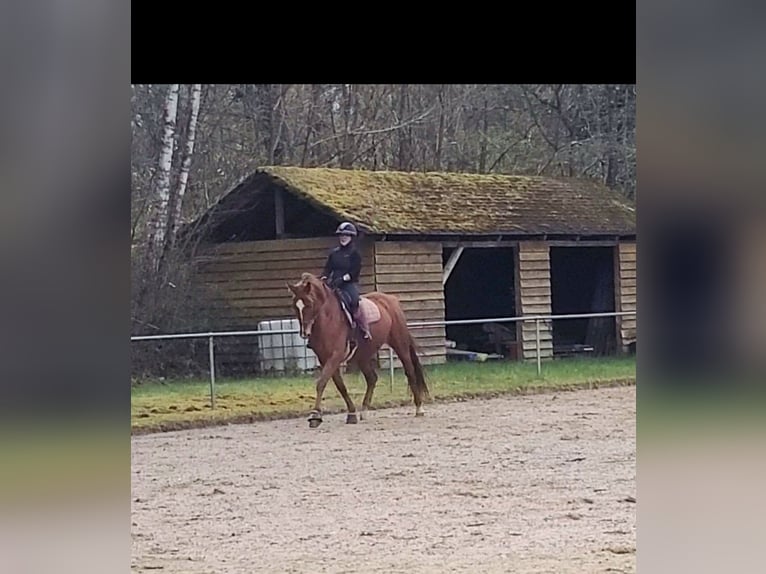 KWPN Wallach 9 Jahre 170 cm Fuchs in Blies-Guersviller