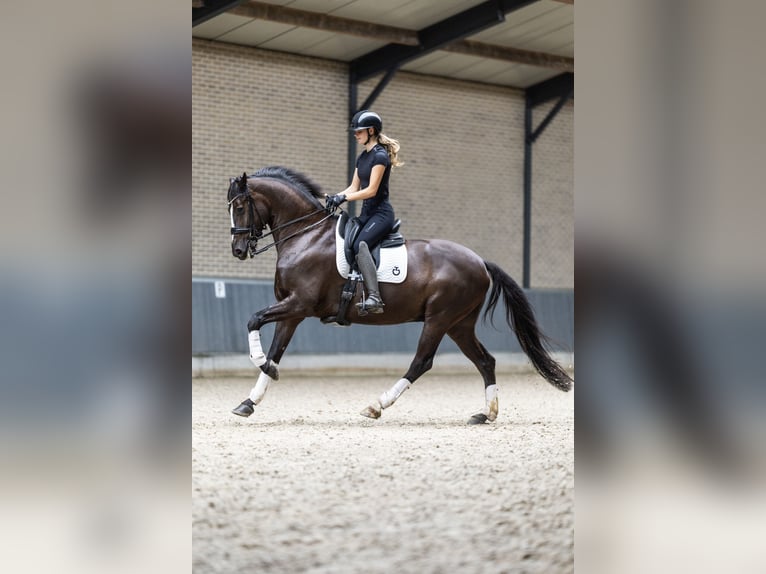 KWPN Wallach 9 Jahre 170 cm Rappe in Ammerzoden