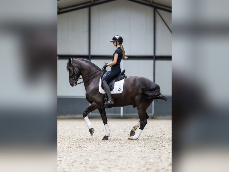 KWPN Wallach 9 Jahre 170 cm Rappe in Ammerzoden