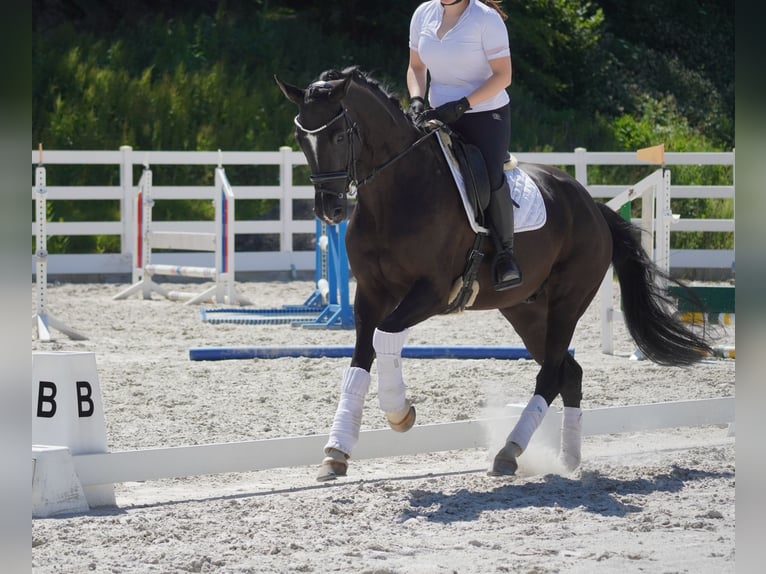 KWPN Wallach 9 Jahre 170 cm Rappe in Nettersheim