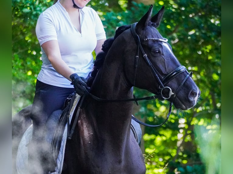 KWPN Wallach 9 Jahre 170 cm Rappe in Nettersheim