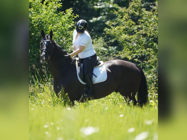 KWPN Wallach 9 Jahre 170 cm Rappe in Nettersheim