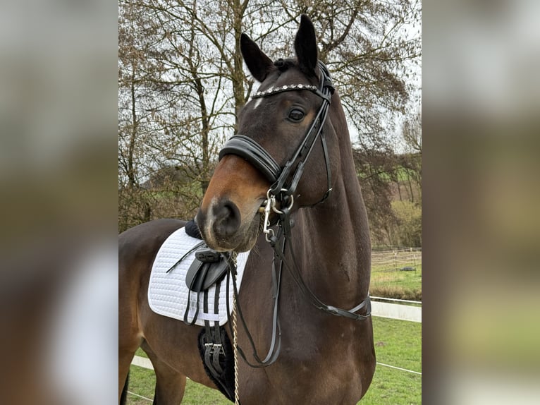 KWPN Wallach 9 Jahre 171 cm Brauner in Blieskastel