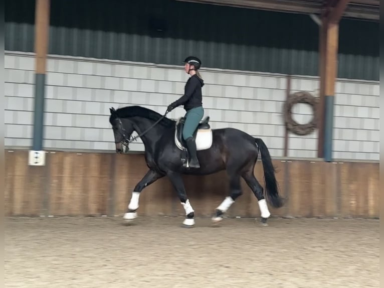 KWPN Wallach 9 Jahre 171 cm Dunkelbrauner in Oud Gastel