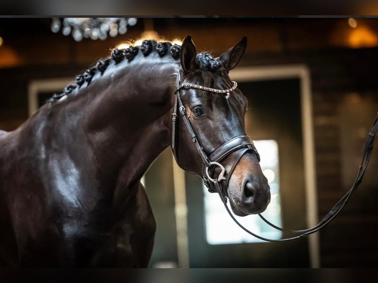 KWPN Wallach 9 Jahre 171 cm Dunkelbrauner in Oud Gastel
