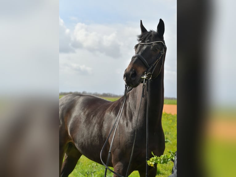 KWPN Wallach 9 Jahre 171 cm Dunkelbrauner in Geilenkirchen