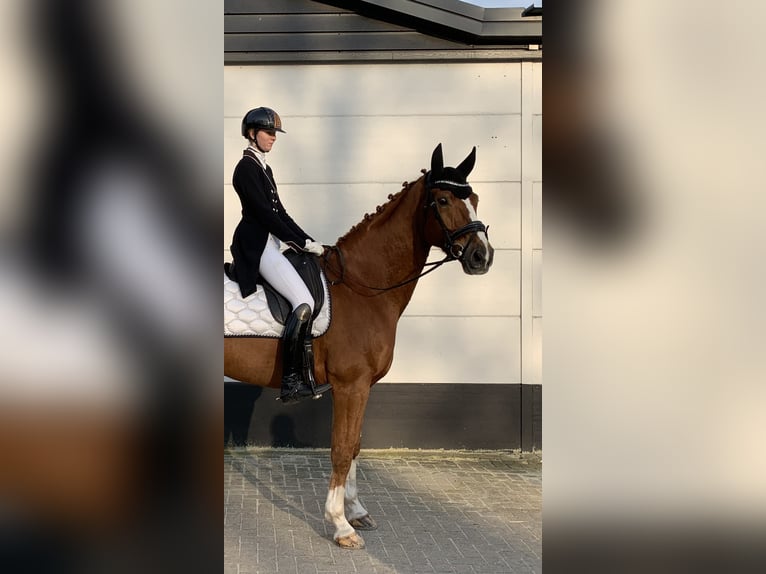 KWPN Wallach 9 Jahre 172 cm Fuchs in Emmer-Compascuum