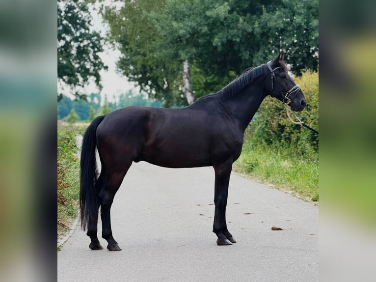 KWPN Wallach 9 Jahre 172 cm Rappe in Weert