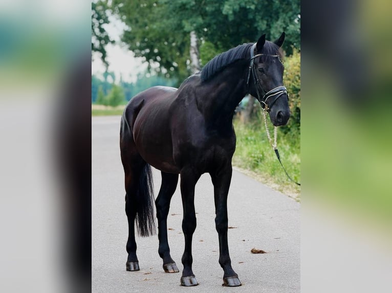KWPN Wallach 9 Jahre 172 cm Rappe in Weert