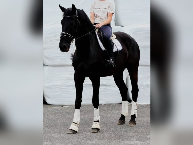 KWPN Wallach 9 Jahre 172 cm Rappe in Weert