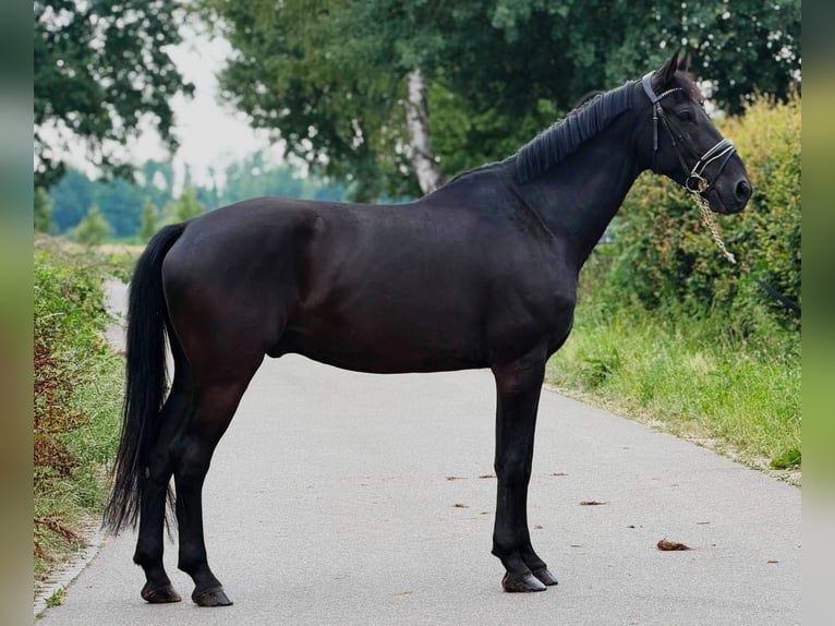 KWPN Wallach 9 Jahre 172 cm Rappe in Weert