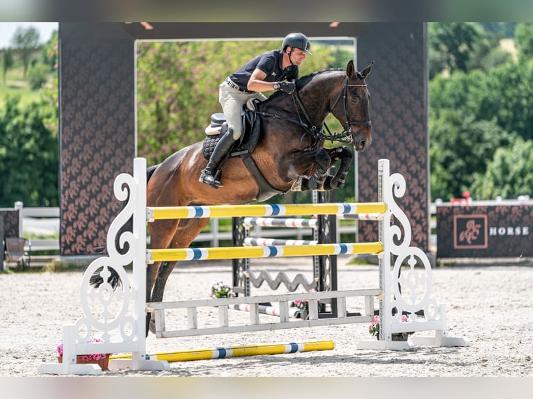 KWPN Wallach 9 Jahre 172 cm Rotbrauner in zduchovice