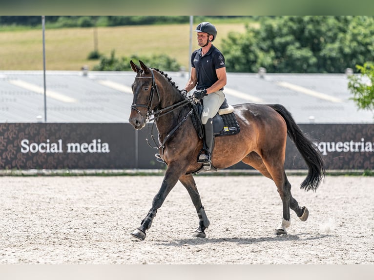 KWPN Wallach 9 Jahre 172 cm Rotbrauner in zduchovice