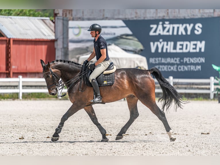 KWPN Wallach 9 Jahre 172 cm Rotbrauner in zduchovice