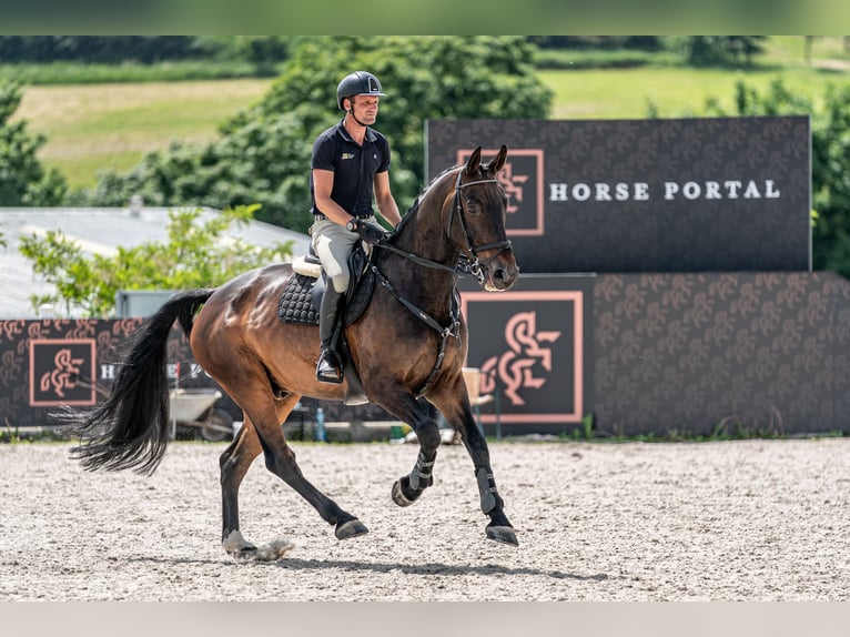 KWPN Wallach 9 Jahre 172 cm Rotbrauner in zduchovice