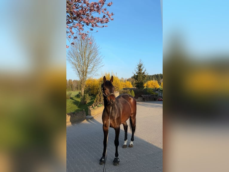 KWPN Wallach 9 Jahre 173 cm Brauner in Usingen