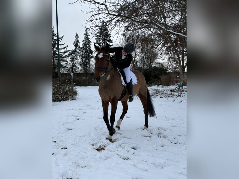 KWPN Wallach 9 Jahre 173 cm Brauner in Sarstedt