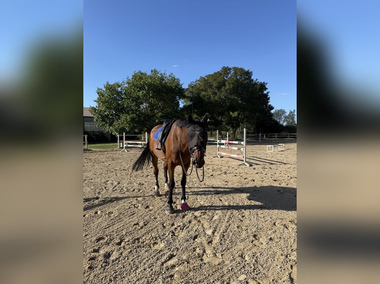 KWPN Wallach 9 Jahre 173 cm Brauner in Sarstedt
