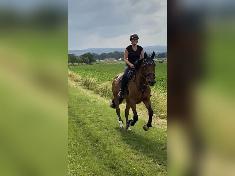 KWPN Wallach 9 Jahre 173 cm Brauner in Sarstedt