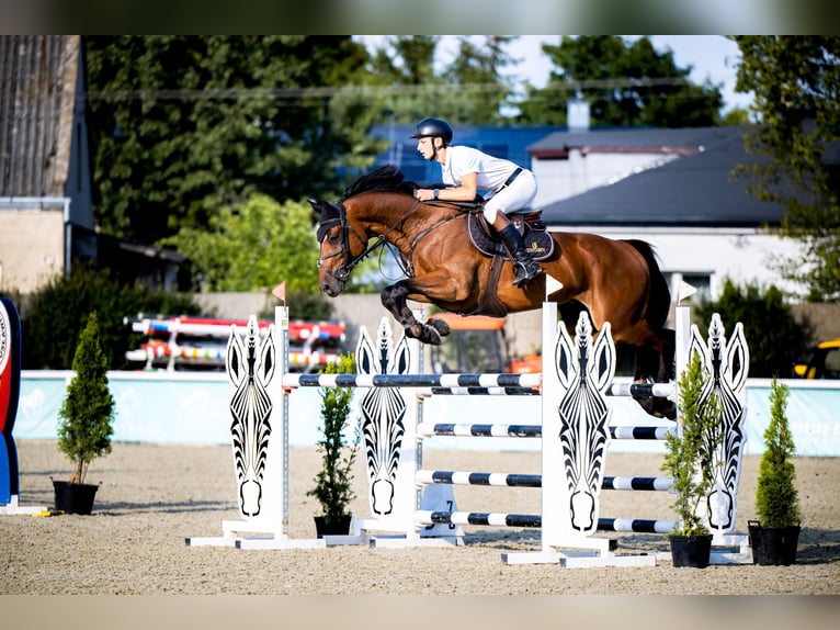 KWPN Wallach 9 Jahre 173 cm Brauner in Krzykowice