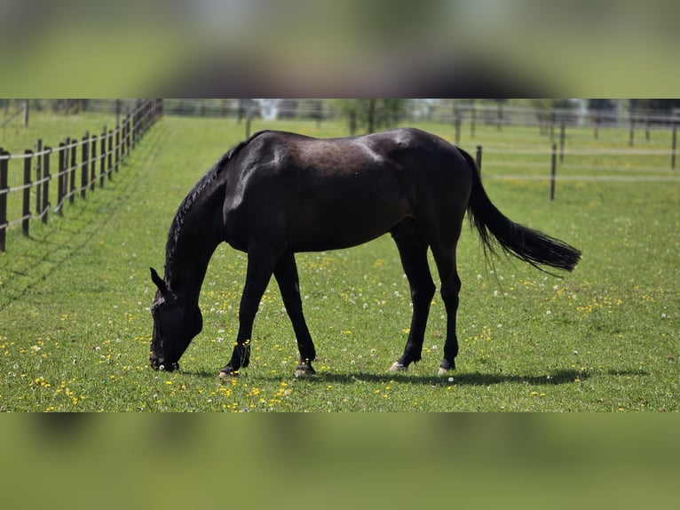 KWPN Wallach 9 Jahre 173 cm Schwarzbrauner in Chevenez