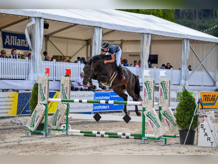 KWPN Wallach 9 Jahre 173 cm Schwarzbrauner in Chevenez
