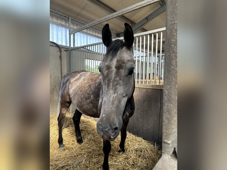 KWPN Wallach 9 Jahre 174 cm Blauschimmel in ErkelenzErkelenz
