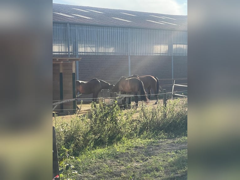 KWPN Wallach 9 Jahre 174 cm Brauner in Rheurdt