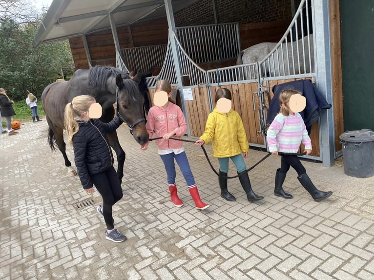 KWPN Wallach 9 Jahre 174 cm Brauner in Rheurdt