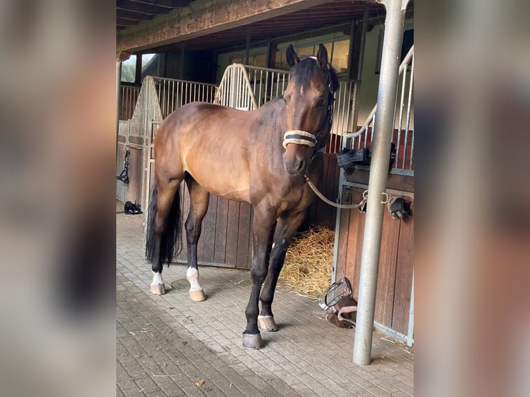 KWPN Wallach 9 Jahre 174 cm Brauner in Rheurdt