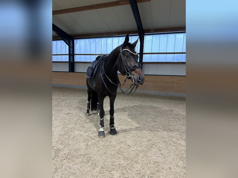 KWPN Wallach 9 Jahre 174 cm Dunkelbrauner in Guxhagen