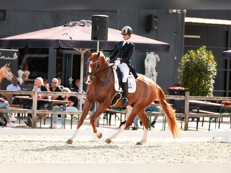 KWPN Wallach 9 Jahre 174 cm Fuchs in Harlingen