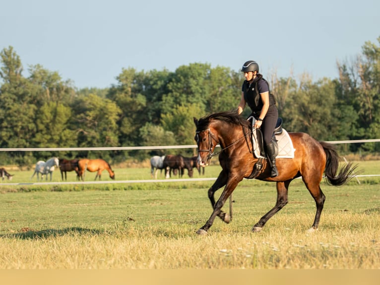KWPN Mix Wallach 9 Jahre 174 cm Rotbrauner in Lébény