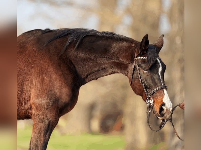 KWPN Mix Wallach 9 Jahre 174 cm Rotbrauner in Lébény