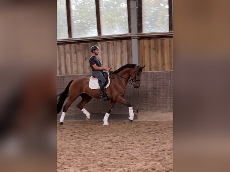KWPN Wallach 9 Jahre 175 cm Brauner in Brechen