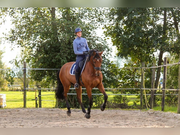 KWPN Wallach 9 Jahre 175 cm Brauner in Leeuwarden