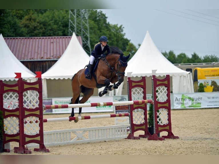 KWPN Wallach 9 Jahre 175 cm Brauner in M&#xFC;nchen