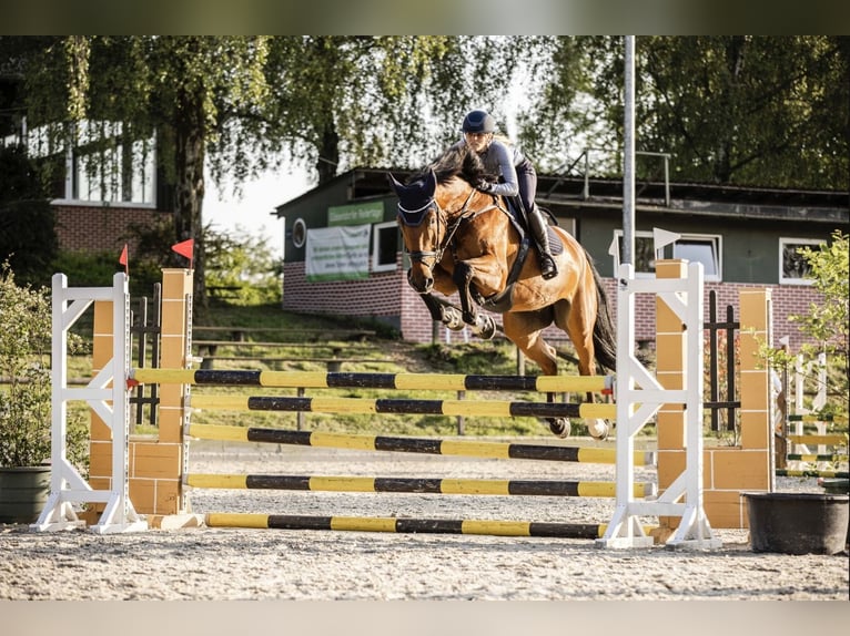 KWPN Wallach 9 Jahre 175 cm Brauner in M&#xFC;nchen