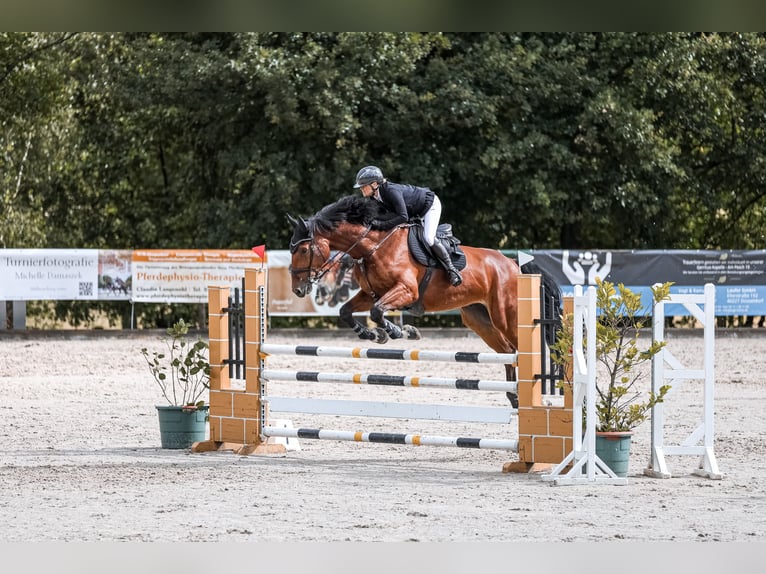 KWPN Wallach 9 Jahre 175 cm Brauner in M&#xFC;nchen